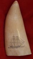 Victorian Scrimshaw Whale Tooth